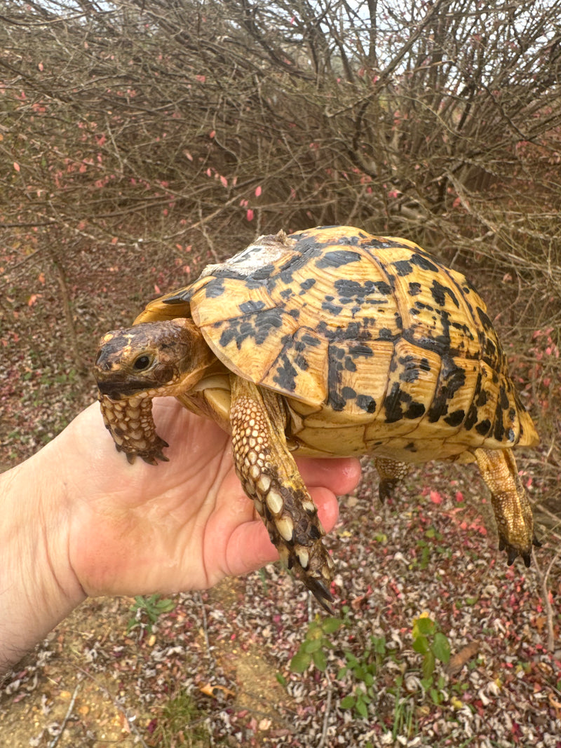 Libyan Greek Tortoise Adult Female