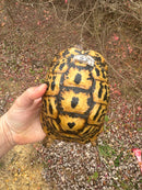Libyan Greek Tortoise Adult Female