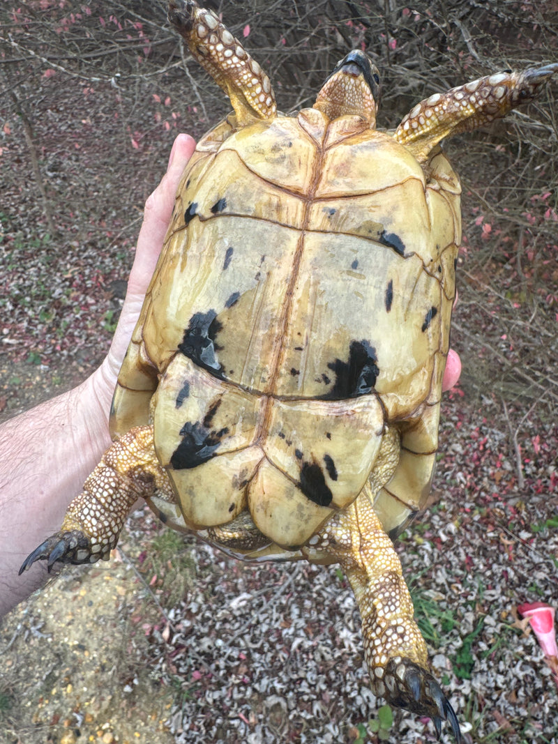 Libyan Greek Tortoise Adult Female