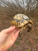 Libyan Greek Tortoise Adult Male