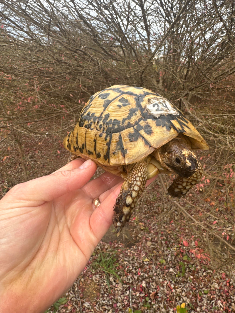 Libyan Greek Tortoise Adult Male