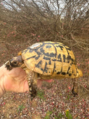 Libyan Greek Tortoise Adult Male