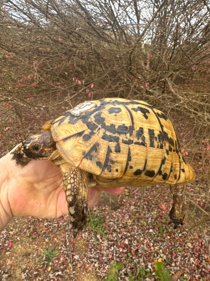 Libyan Greek Tortoise Adult Male