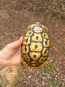 Libyan Greek Tortoise Adult Male