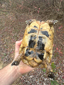 Libyan Greek Tortoise Adult Male