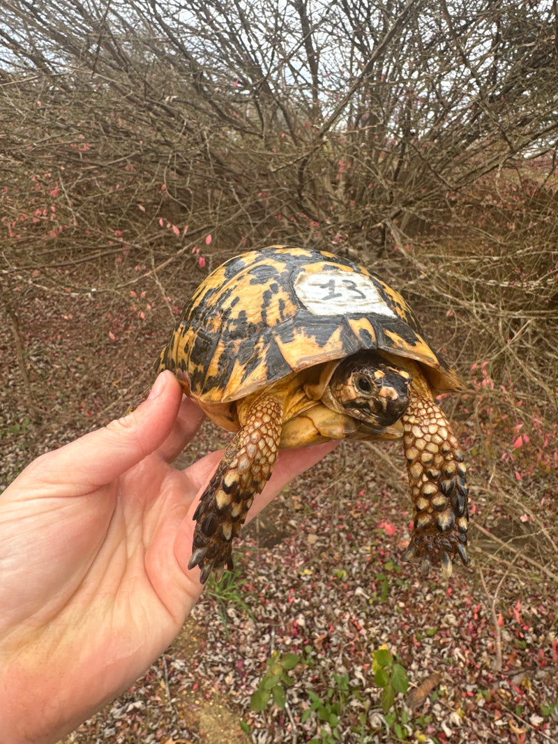 Libyan Greek Tortoise Adult Male