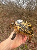 Libyan Greek Tortoise Adult Male