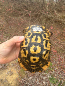 Libyan Greek Tortoise Adult Male