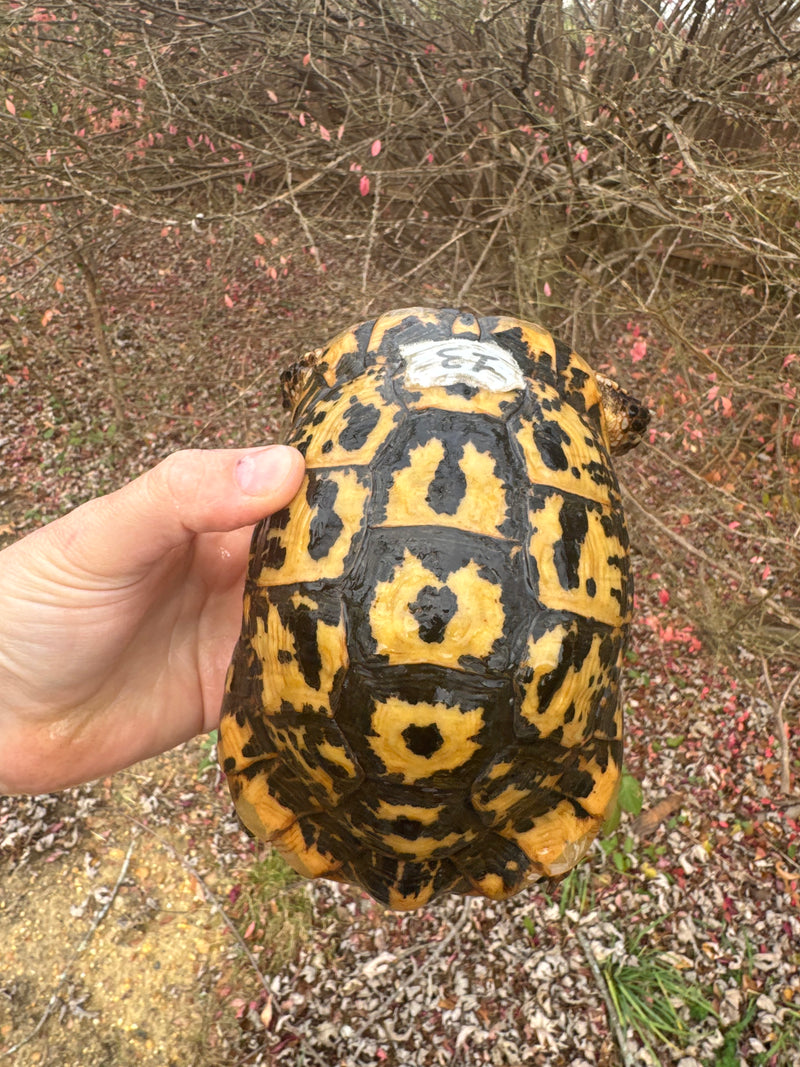 Libyan Greek Tortoise Adult Male