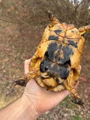 Libyan Greek Tortoise Adult Male