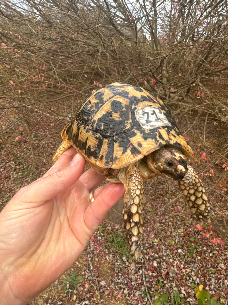 Libyan Greek Tortoise Adult Male