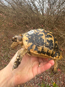 Libyan Greek Tortoise Adult Male