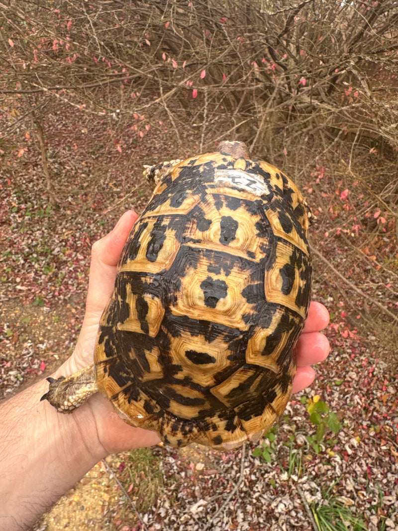Libyan Greek Tortoise Adult Male