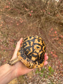 Libyan Greek Tortoise Adult Male