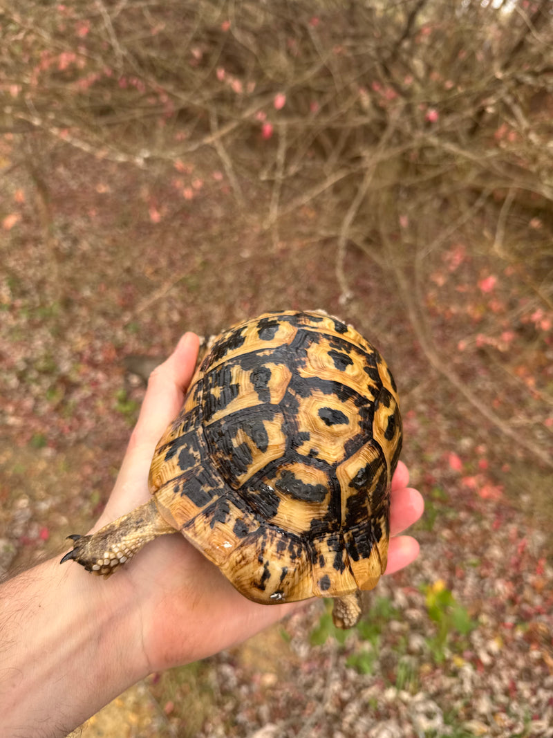Libyan Greek Tortoise Adult Male