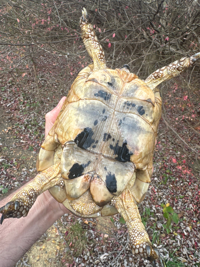 Libyan Greek Tortoise Adult Male