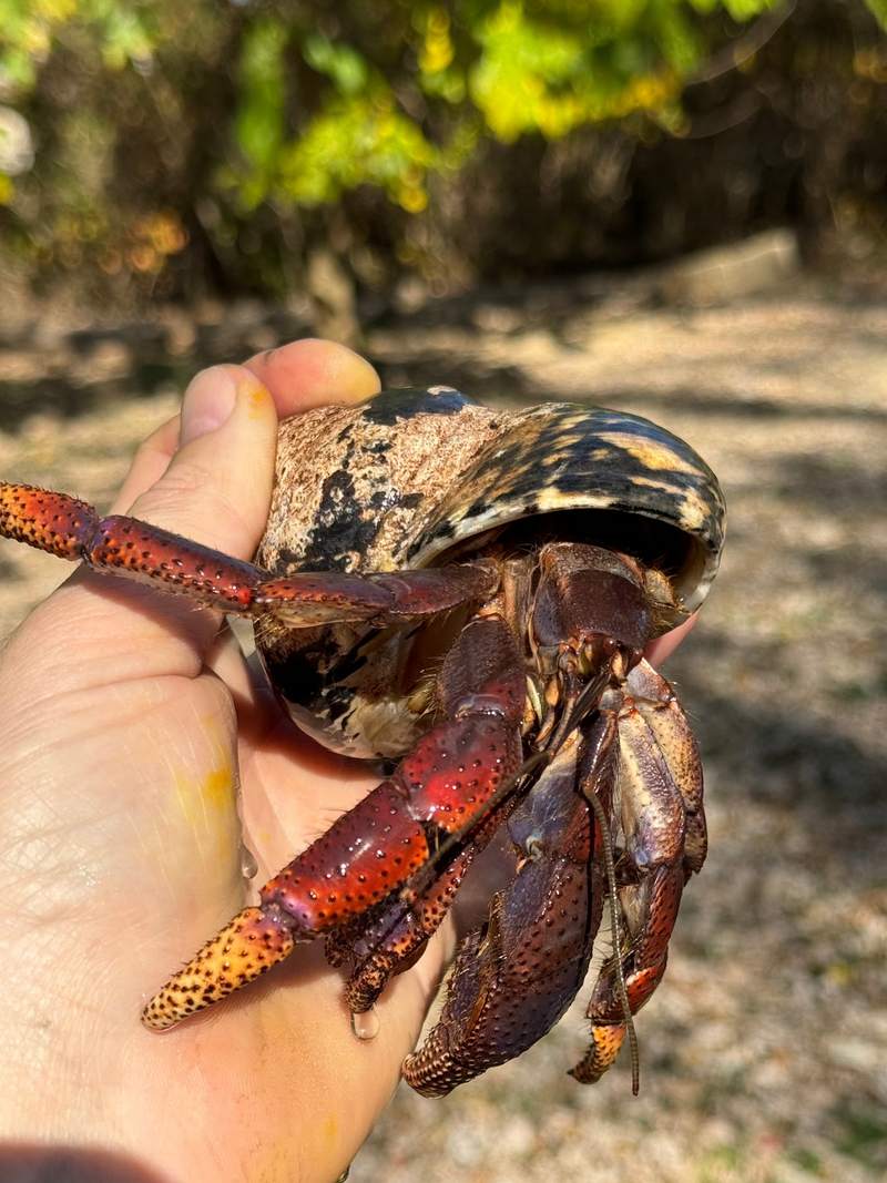 Giant Land Hermit Crabs (Coenobita lateralis)