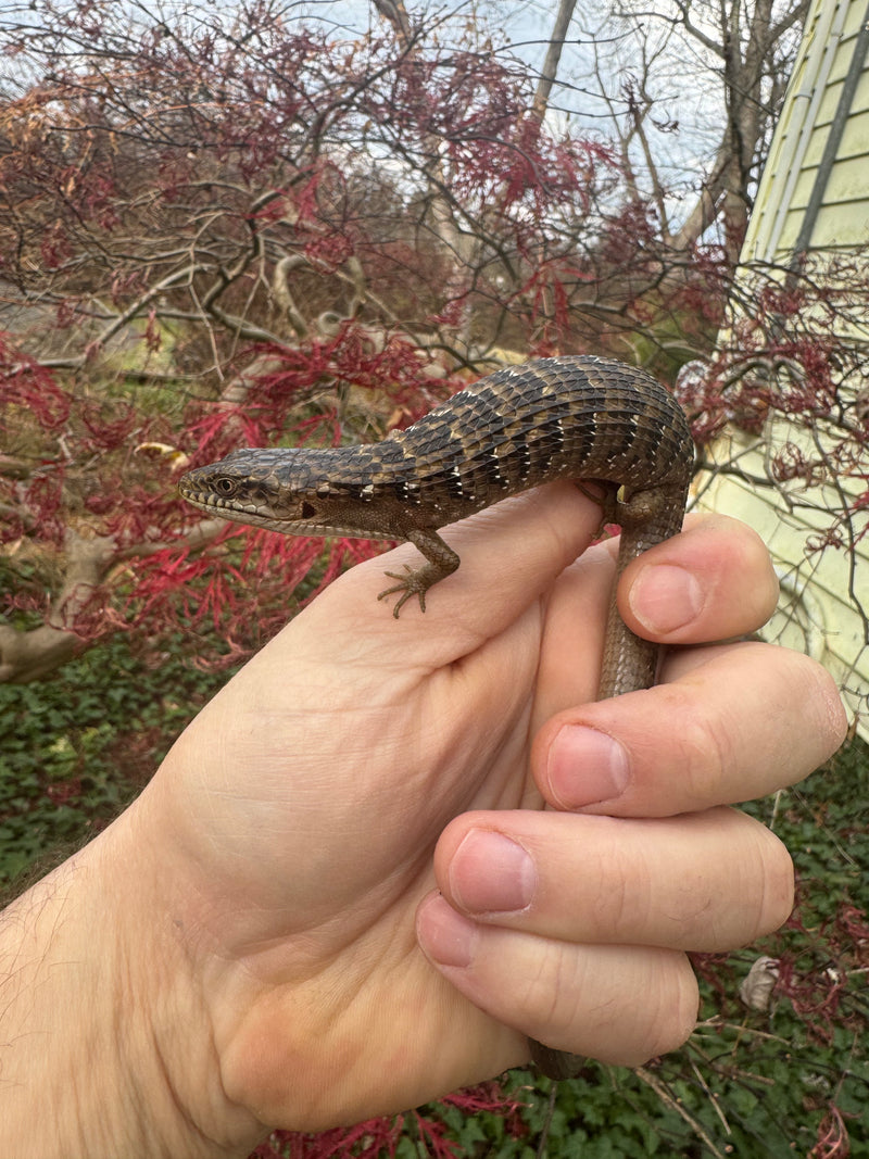 Southern Alligator Lizards (Elgaria multicarinata)