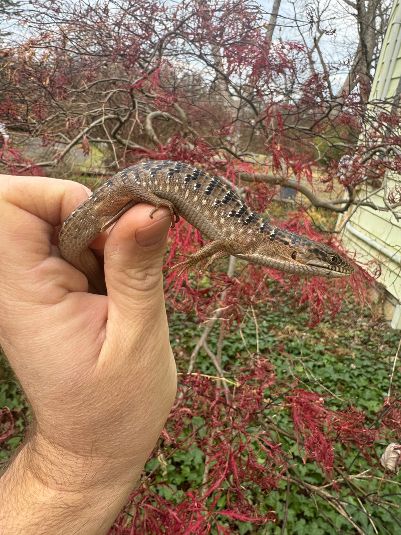 Southern Alligator Lizards (Elgaria multicarinata)