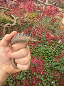 Southern Alligator Lizards (Elgaria multicarinata)