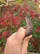 Southern Alligator Lizards (Elgaria multicarinata)