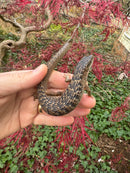 Southern Alligator Lizards (Elgaria multicarinata)