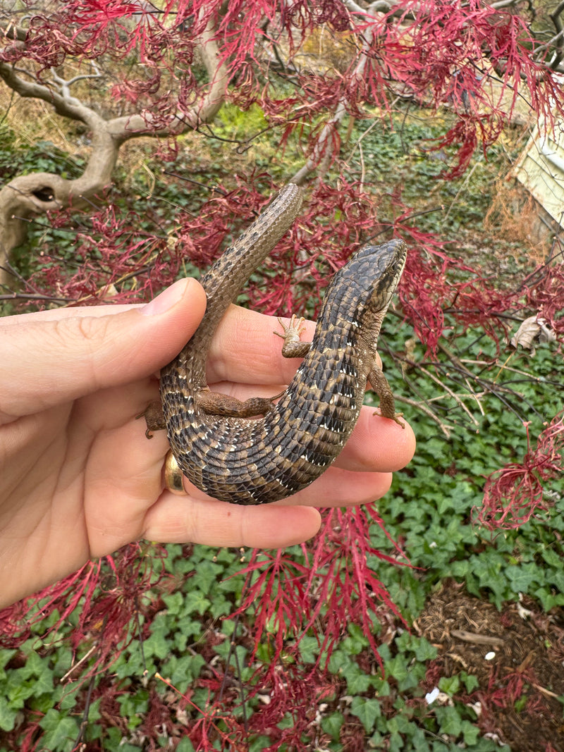Southern Alligator Lizards (Elgaria multicarinata)