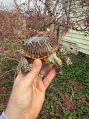 Desert Box Turtle Adult Male CB