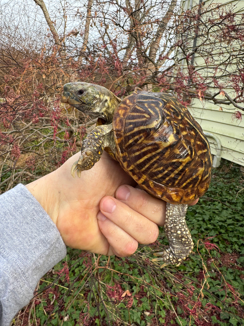 Desert Box Turtle Adult Male CB