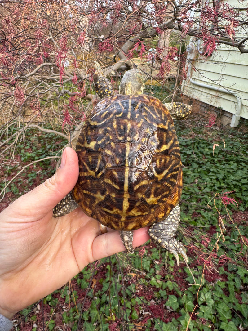 Desert Box Turtle Adult Male CB