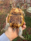 Desert Box Turtle Adult Male CB