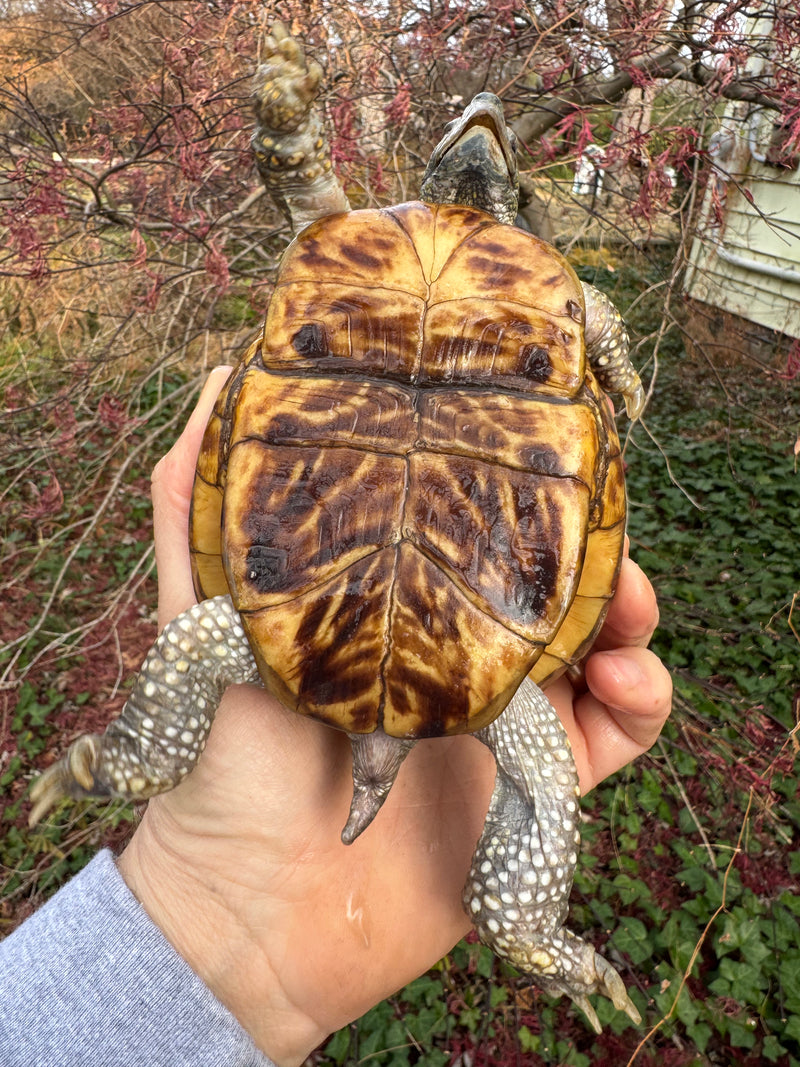 Desert Box Turtle Adult Male CB