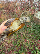 Desert Box Turtle Adult Male CB