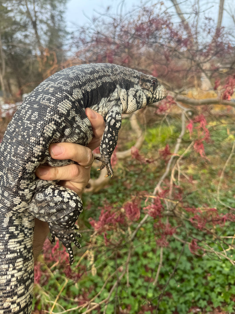 Blue Tegu Adult Female Breeder