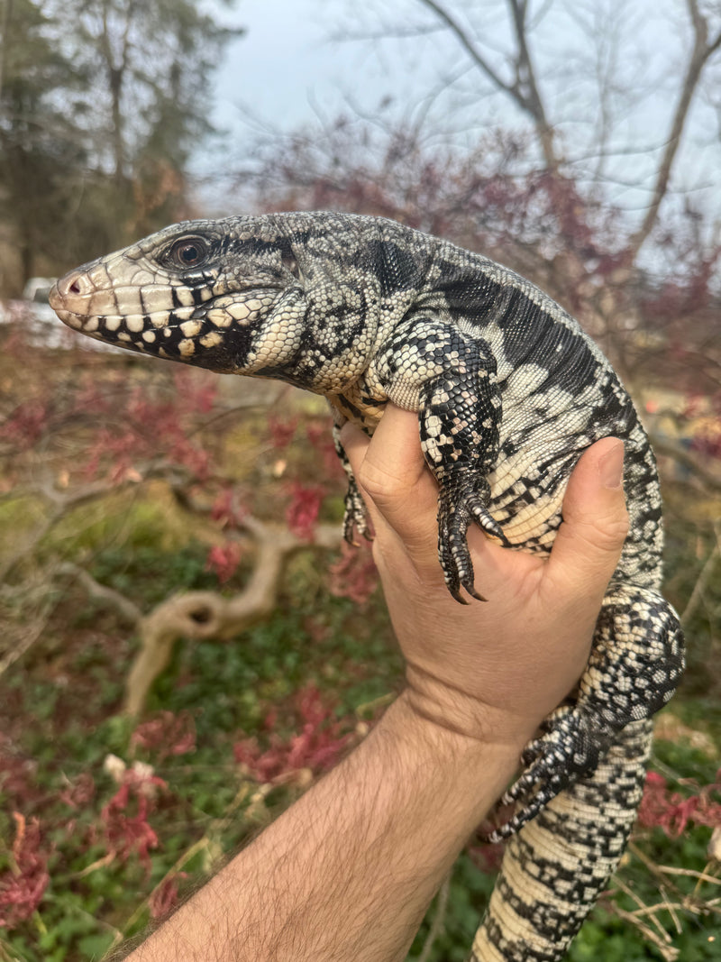 Blue Tegu Adult Female Breeder