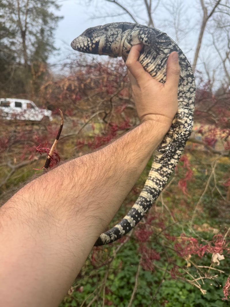 Blue Tegu Adult Female Breeder