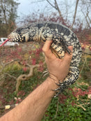 Blue Tegu Adult Female Breeder