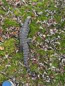 Blue Tegu Adult Female Breeder