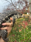 Blue Tegu Adult Female Breeder