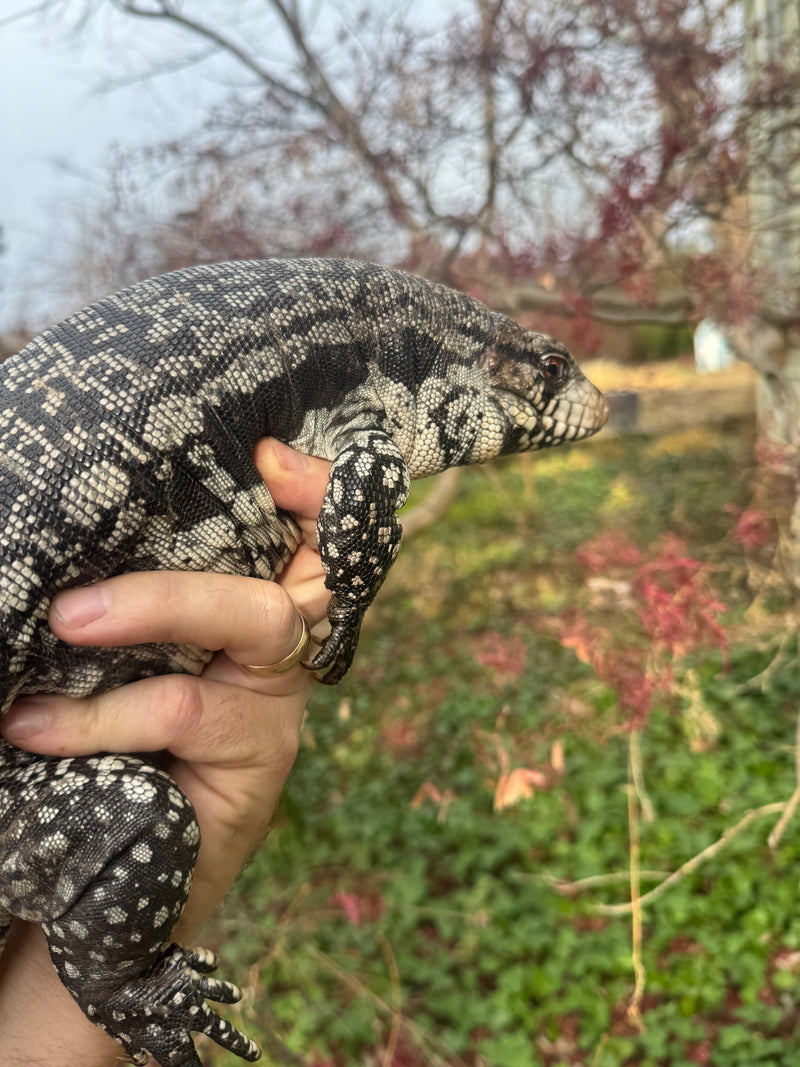 Blue Tegu Adult Female Breeder