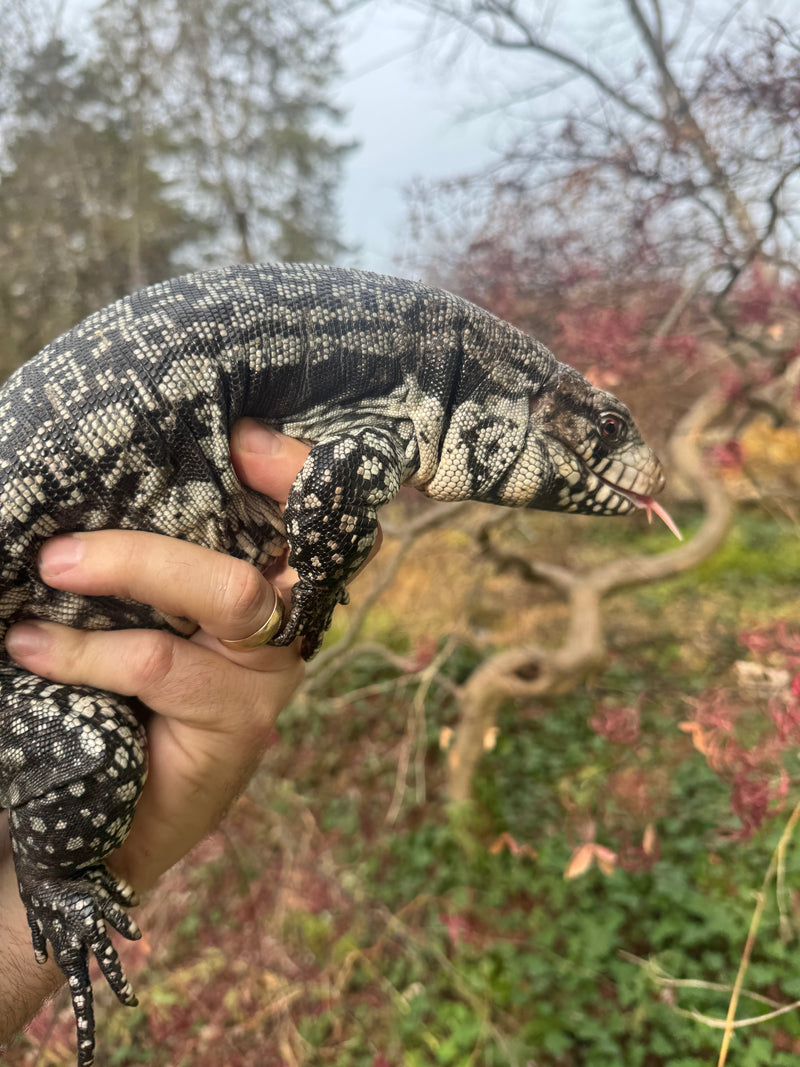 Blue Tegu Adult Female Breeder
