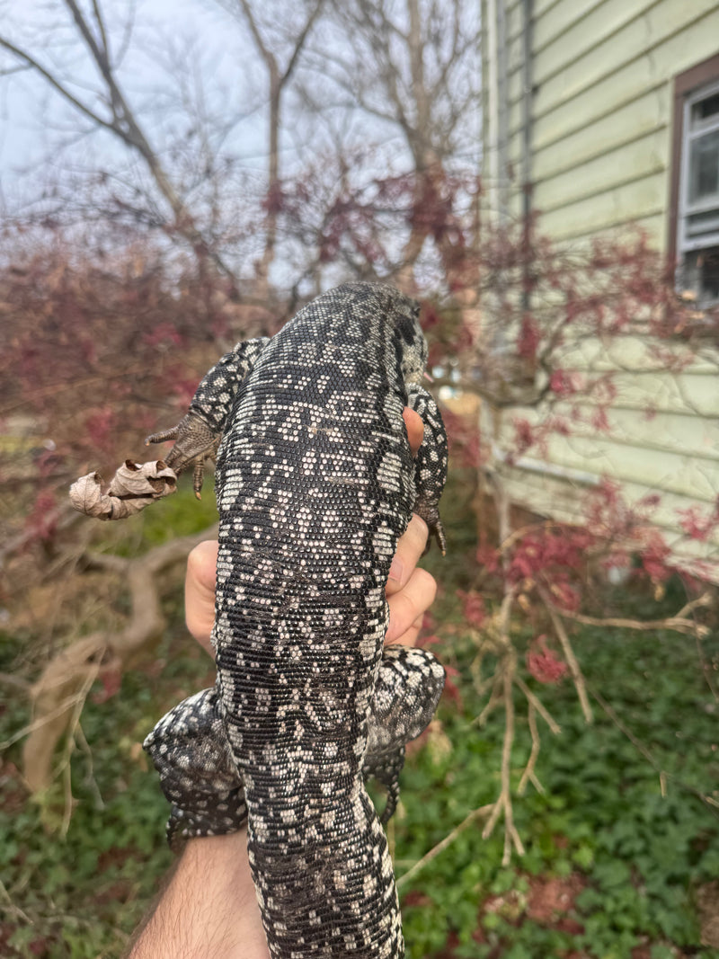 Blue Tegu Adult Female Breeder