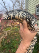 Blue Tegu Adult Female Breeder