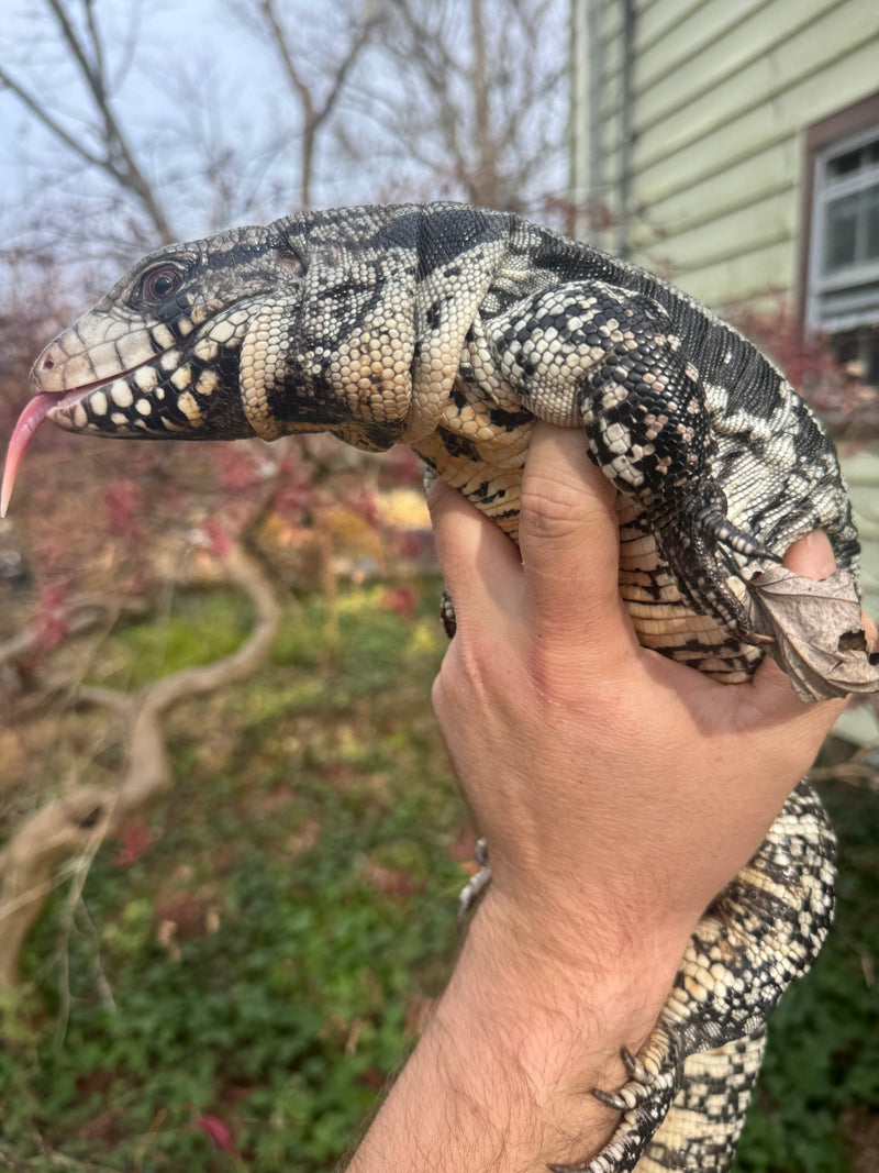 Blue Tegu Adult Female Breeder