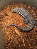 Blue Tegu Adult Female Breeder