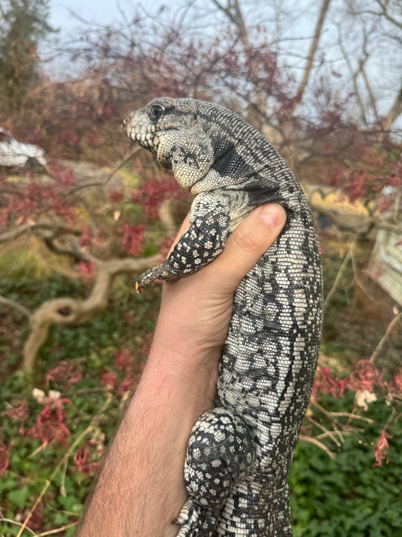 Blue Tegu Adult Female Breeder