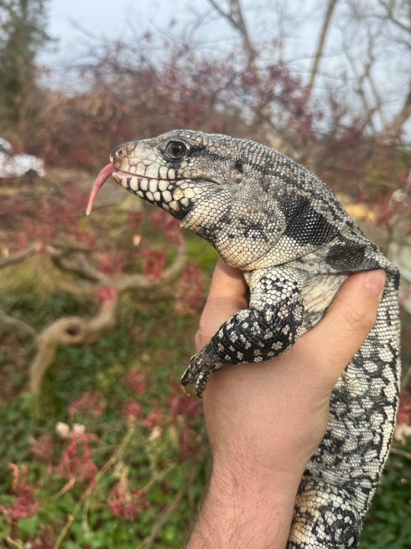 Blue Tegu Adult Female Breeder