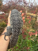 Blue Tegu Adult Female Breeder