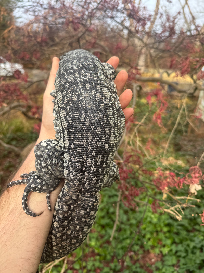 Blue Tegu Adult Female Breeder