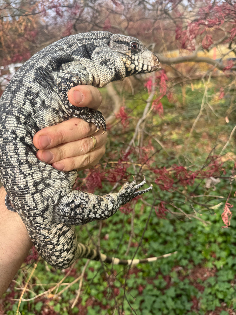 Blue Tegu Adult Female Breeder